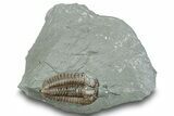 Long Prone Flexicalymene Trilobite - Mt Orab, Ohio #247422-1